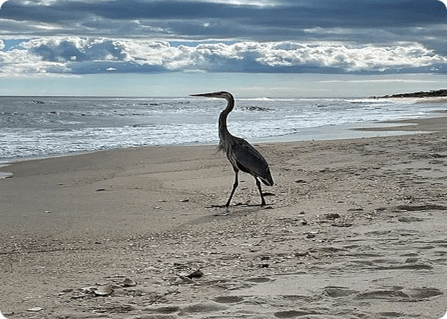A bird walking on the beach near the water.