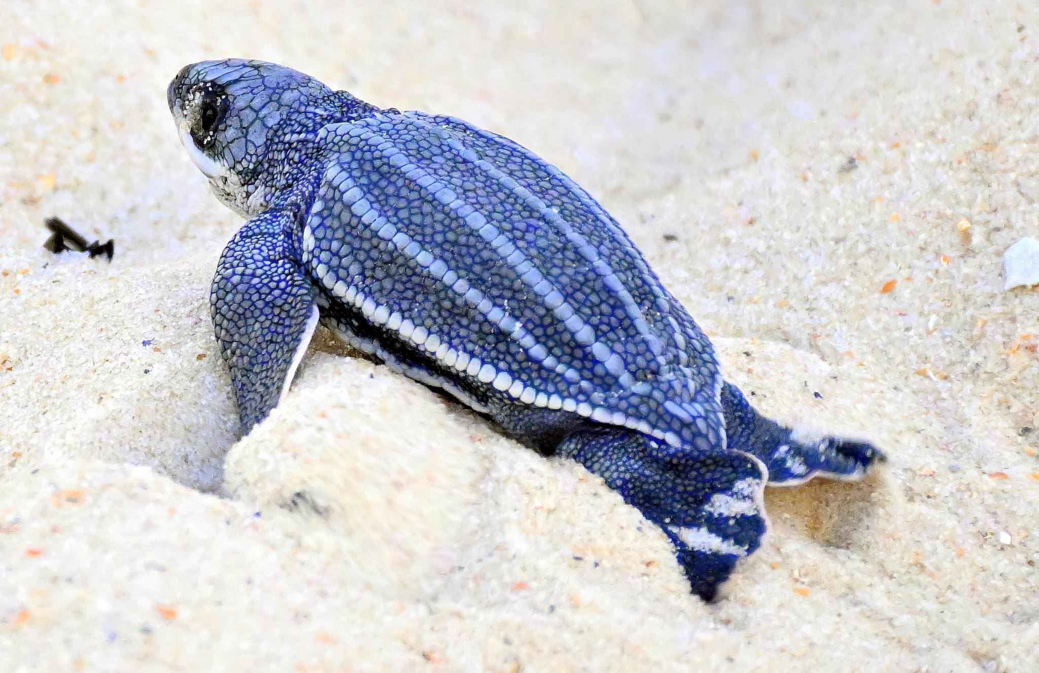 66df135c65d2b_IMG_1601 A baby turtle is laying on the sand.