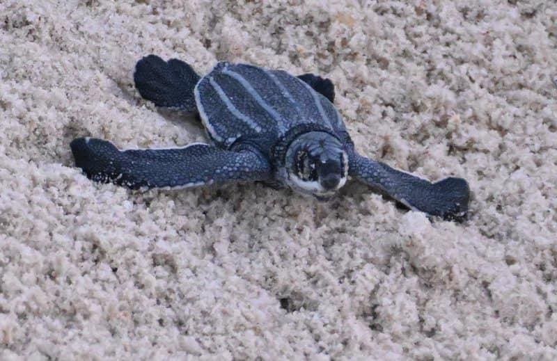66df135c96b57_IMG_1595 A baby turtle is laying on the sand.