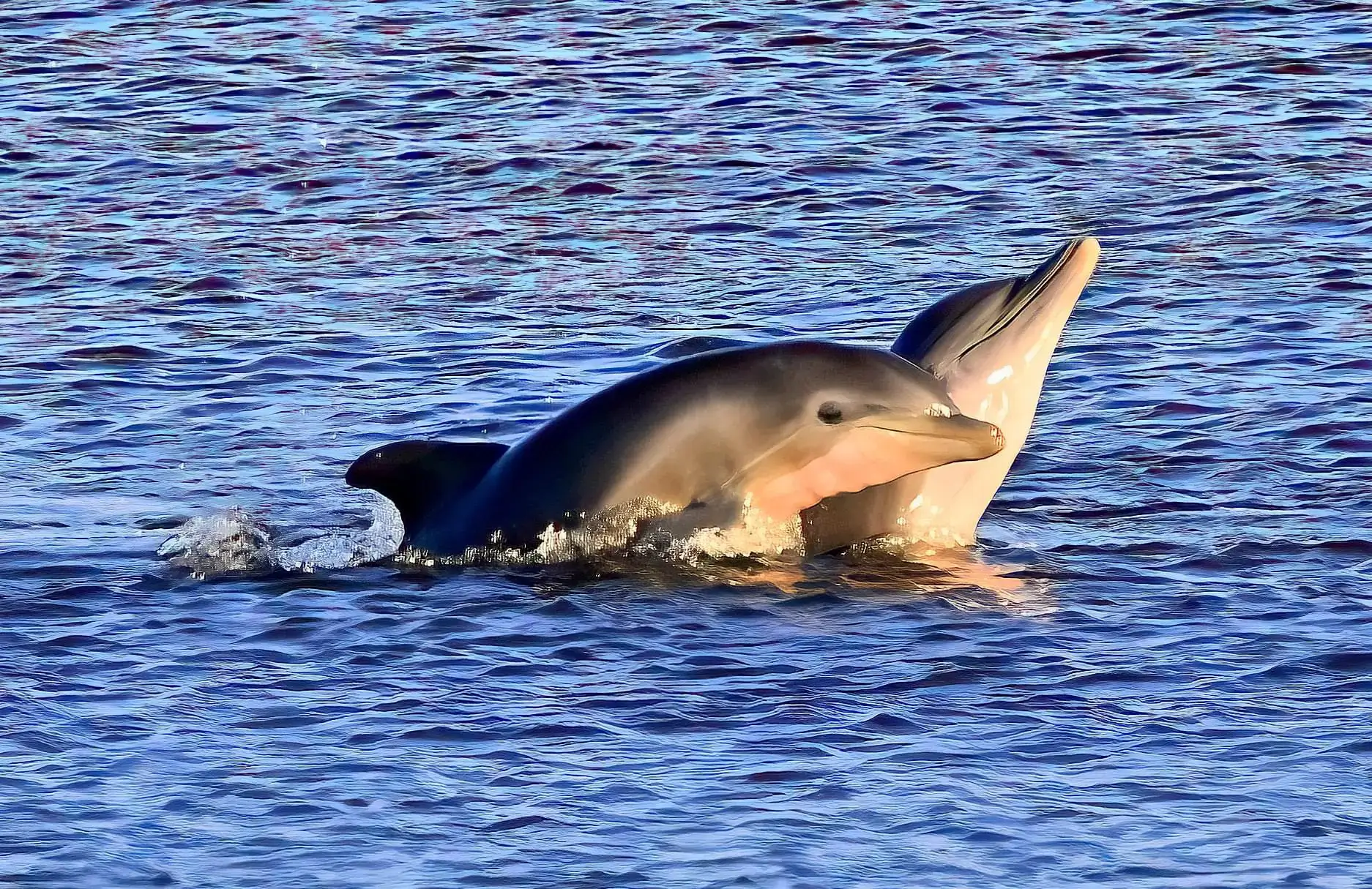 66df135cb87f8_IMG_1602 (1) A dolphin is swimming in the water.